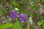 European columbine